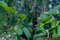 Death of twigs killed by larvae of ash/lilac borer