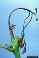 Death of twigs killed by larvae of ash/lilac borer. Note frass.