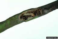 Larva of ash /lilac borer in green ash twig