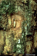 Egg of white oak borer, exposed by removal of bark flap