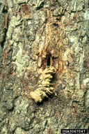 Signs of of white oak borer activity:  frass pushed out of borer hole in tree trunk