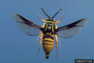 Adult red oak clearwing borer