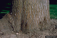 Emergence holes of red oak clearwing borer on lower trunk of Nuttall oak