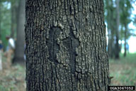 Healed scars showing damage from red oak borer