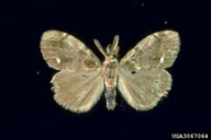 Winged male adult of whitemarked tussock moth