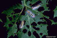 Feeding damage of whitemarked tussock moth larvae