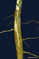 Feeding damage of larvae of whitefringed beetles on root of sycamore tree