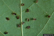 Nymphs of sycamore lace bug