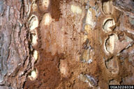 Pupae of black turpentine beetle, in pupal cells, lower left