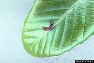 Young larvae of saddle prominent have structures near head that resemble horns