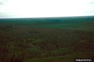 Landscape level defoliation of larch in Minnesota in 1953 caused by larch