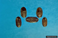 Cocoons of larch sawfly, showing adult emergence holes