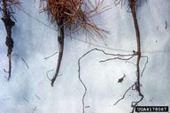 The most important damage is death of seedlings or small trees whose roots are eaten by larvae in the soil; here pine seedings whose roots have been eaten by larvae