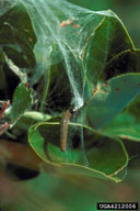 Young larvae of large aspen tortrix, feeding on webbed leaves