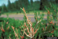 Webbing and feeding on shoots of host by jack pine budworm larvae