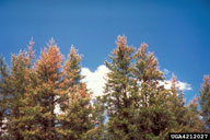 Jack pines damaged by pine tussock moth