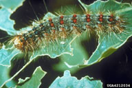 Mature European gypsy moth caterpillar; note series of blue or red spots on back, plus clusters of hairs on sides