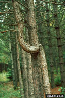 Deformity of main trunk of pine caused by eastern pine shoot borer