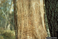 View of the long winding larval galleries of twolined chestnut borer