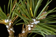 Pine bark adelgids infesting pine branch