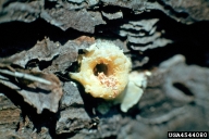 Pitch tubes of larger shoot beetle on trunk