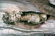 Pupa of Asian longhorned borer in a pupal chamber, with frass