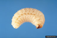 Close up of larva of a species of whitefringed beetle in root