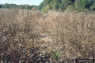 Unscalped pine plantation showing loss of seedling establishment