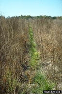 Scalped plot where whitefringed beetles have been removed and pine seedling survival increased