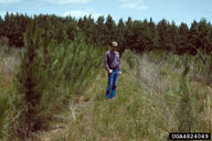 Scalped plot (left of man) vs unscalped plot (right of man) in slash pine plantation