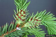 Close view of living galls of eastern spruce gall adelgid