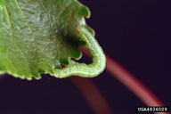 Larvae of bruce spanworm