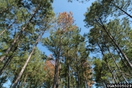 Dying loblolly pines infested with both Ips beetles and black turpentine beetles