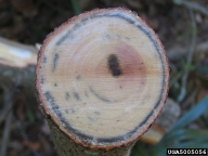 Dark staining of the vascular tissue is a sign of the fungus associated with the redbay ambrosia beetle