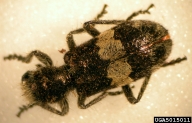 A predator or mountain pine beetle
