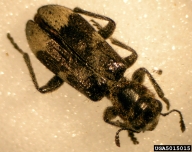 This predacious clerid beetle is a predator of western pine beetle