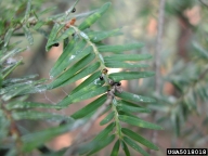 An introduced predatory beetle that sometimes preys on elongate hemlock scale