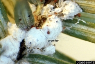 Individuals of hemlock woolly adelgid covered with white wool (see crawler emerging, arrow)