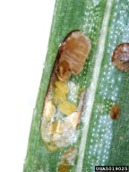 Eggs (yellow) of elongate hemlock scale inside opened scale cover of adult female