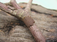Egg mass of fall cankerworm; note straight rows of eggs in single layer