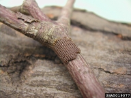 Egg mass of fall cankerworm; note straight rows of eggs in single layer