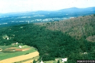 Aerial view of defoliation from European gypsy moth.  Defoliation areas appear brown, on the upper slope
