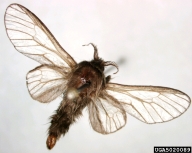 Adult male bagworm moth