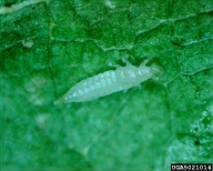 Larva of pear thrips