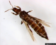 Adult pear thrips
