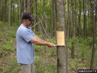 Girdling trees can be an effective survey method to detect emerald ash borers