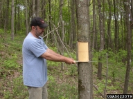 Girdling trees can be an effective survey method to detect emerald ash borers