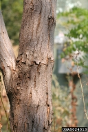 Cracks, frass at base of tree, and emergence holes are signs of of locust borer activity