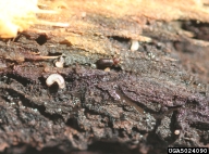 Larvae of walnut twig beetle