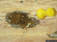 Young 1st-year red oak borer larva creating gallery in phloem